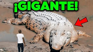 TOP 10 ANIMALES Más Grandes De Su ESPECIE 🐠 [upl. by Nnyleitak]