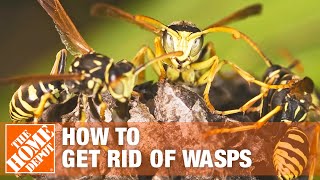 How to Get Rid of Wasps Around the House  The Home Depot [upl. by Eille]