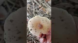 ohong or mushroom mga kamais nature corn farming subscribe [upl. by Al]