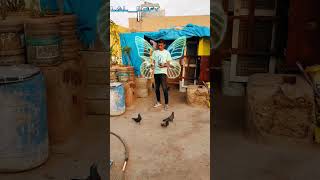 Money 💵 pigeon LALLoft instagram flyingpigeon kabootar pigeonfly birds videoviralshorts [upl. by Eecram]