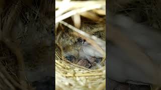 Finches baby and dove pair 🕊 birds ytshorts [upl. by Thecla]