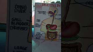 Digestive System Model nipunbharatabhiyan model science school [upl. by Ardeid]