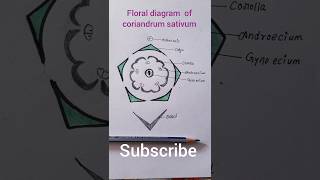 floral diagram of coriander family Apiaceae umbelliferae shortsviral [upl. by Verner796]