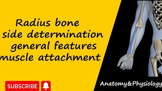 Radius bone anatomy  side determination  external features  muscle attachments  upper limb [upl. by Rehpotsirc325]