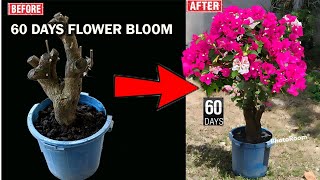 How To Make Bougainvillea Bloom Faster  Tips and Guide for Beginner [upl. by Morven]