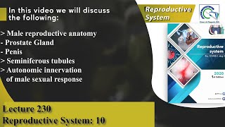 Prostate Gland  Penis  Seminiferous tubules  Autonomic innervation of male sexual response [upl. by Thomajan]