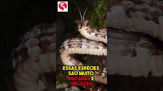 Cobras cipó  Papo de Cobra cobras shorts papodecobra curiosidades [upl. by Amsab450]