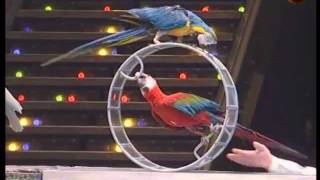 Trained parrots [upl. by Eneres]