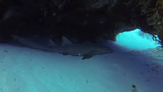 Diving in Cozumel Mexico [upl. by Ynnel]