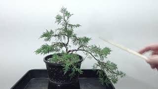 BonsaiRohlingHandelswareWacholder Juniperus [upl. by Trinidad]