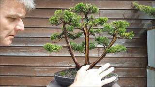 Juniperus Chinensis three trunk bonsai6part2 [upl. by Aisa152]