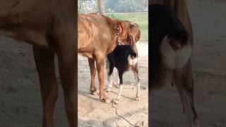 The goats are enjoying the best day of the year shorts short shorts। Cattle Farm 12oct e1 [upl. by Pauli774]