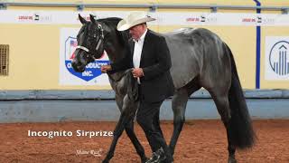 2019 AQHA Open Performance Halter Stallions [upl. by Licko]