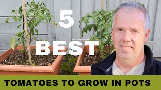 5 Best Tomatoes to grow in pots 2022 [upl. by Eikcor]