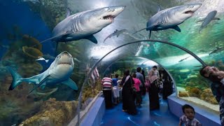 Under ground fakieh aquarium tour  Jeddah Saudi Arabia [upl. by Ahsiket235]