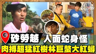 【世界大尋奇】砂勞越人面蛇身怪 肉搏超猛巨螯大紅蟳 ｜《世界第一等》濃縮精華版世界該去哪 [upl. by Ahsatsana629]