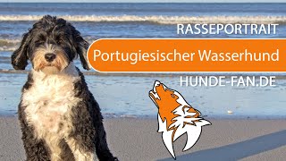 ► Portugiesischer Wasserhund 2021 Rasse Aussehen amp Charakter [upl. by Shiller]