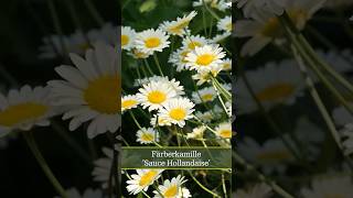 Färberkamille Sauce Hollandaise Anthemis tinctoria [upl. by Jasmine629]