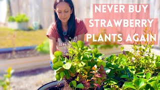 How to Divide and Transplant Strawberry Plants StepbyStep Guide gardentips [upl. by Neelahtak946]