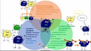 Les différents types de caractères phénotype [upl. by Airemaj]