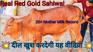 एक अनमोल रत्न 👍 Top class sahiwal Heifer for sale अगर आपने यह वीडियो नहीं देखी तो पछताओगे Red Gold [upl. by Urbas]