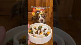 Dog friendly Thanksgiving dinner openfarmpartner openfarmpet [upl. by Irahc115]