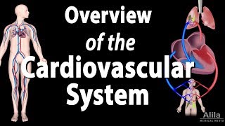 Cardiovascular System Overview Animation [upl. by Harden]