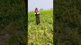 yahan se chalenge ham log ghar ytsunitavlogs arvindsunitavlogs reelsvideo viral bhojpuri [upl. by Riamu]