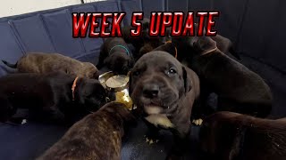 Week 5 Update 🐶 ‼️  Brindle Pitbull Puppies [upl. by Aronow215]