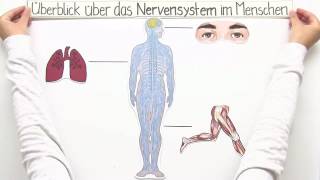 ZENTRALES UND PERIPHERES NERVENSYSTEM  Biologie  Biologie des Menschen Mittelstufe [upl. by Kristoforo]