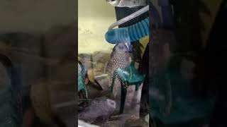 amazing janitor fish trending shorts aquarium [upl. by Alyakim]