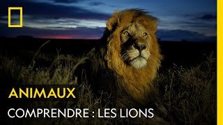 COMPRENDRE  Les lions [upl. by Loggins581]