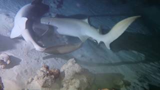 Tawny nurse sharks mating [upl. by Lucienne]