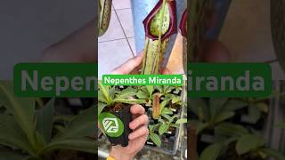 This giant pitcher plant could eat a mouse carnivorousplants [upl. by Sirc905]