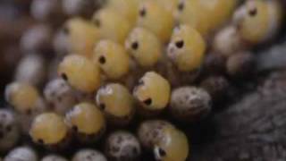 Lethocerus medius hatching [upl. by Theresita]