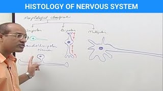 Histology of the Nervous System [upl. by Sheba696]