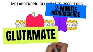 2Minute Neuroscience Glutamate [upl. by Orabelle655]