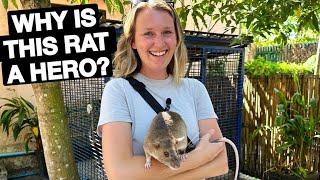 Holding GIANT RATS in Siem Reap Cambodia  Cycling Tour of Siem Reap 2024 🇰🇭 [upl. by Averir]