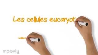 Les cellules eucaryotes [upl. by Seagrave]