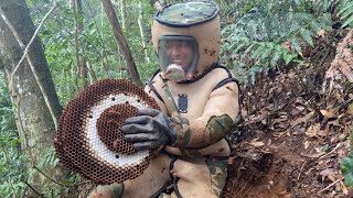 ERADICATION MURDER HORNET NESTASIAN GIANT HORNET NEST REMOVALWASP NEST REMOVALVESPA MANDARINA [upl. by Kristopher]