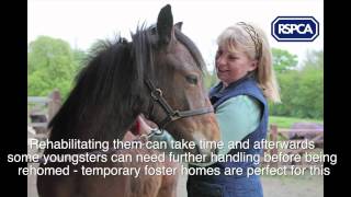 RSPCA Appeal  Fostering young rescue horses and ponies [upl. by Ezarras]