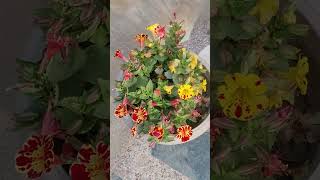 monkey flowermimulus shorts shortsfeed viralshort tiktok shortvideos saariduniyajalaadenge [upl. by Yllier]