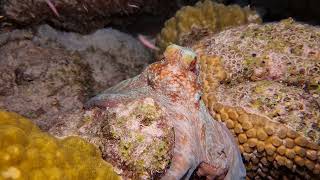 Carribean Reef Octopus [upl. by Haonam]