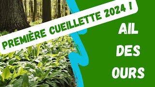 Ail des ours première cueillette 2024 [upl. by Leahcimdivad]