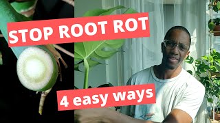 Stop root rot before it happens  4 easy tricks to save your Monstera [upl. by Spearing971]