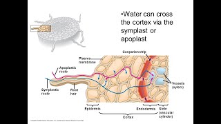 Apoplast Symplast and Vacuolar Pathway in UrduHindi [upl. by Anitel791]