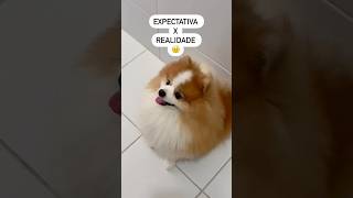 Não podia ser um pouquinho mais comedy pets pomeranian [upl. by Naujahs]