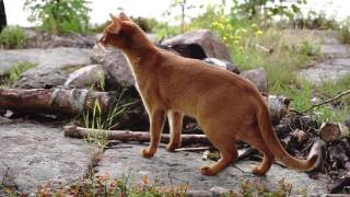 Abyssinian cats going wild in the forest [upl. by Leibman]