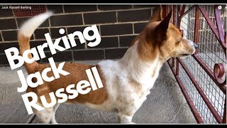 Jack Russell Barking  Happy Puppy [upl. by Eisset]