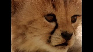 Running with a Cheetah Cub  Little Big Cat  BBC Earth [upl. by Jac]